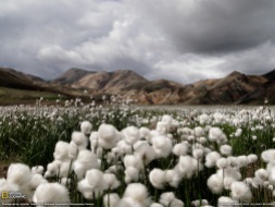 Iceland, cotton grass: National Geographic POD