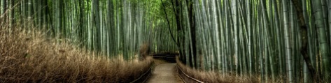 Japan, bamboo forest