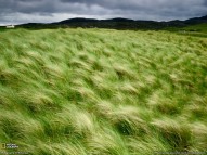 Scotland, beach grass