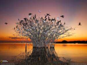 Brazil Pantanal Birds
