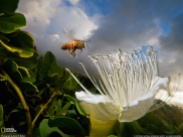 NG POD Kauai Honeybee Flower