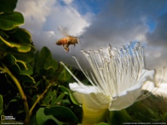 NG POD Kauai Honeybee Flower