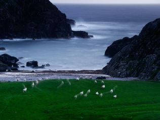 NG POD Sheep, Scotland